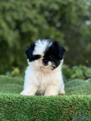 animales y mascotas - shipoo hembra  3