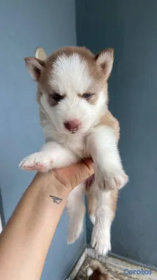 animales y mascotas - OFERTA CACHORRO HUSKY WOOLY HEMBRA UBICADO EN SANT 2