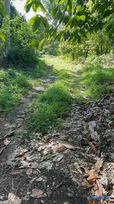 solares y terrenos - TERRENO EN VENTA – LOS PATOS, BARAHONA 3