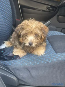 Shih-poo
