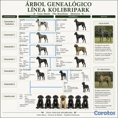 animales y mascotas - Cachorros Mestizos Grandanes con Fila Brasileño +  3