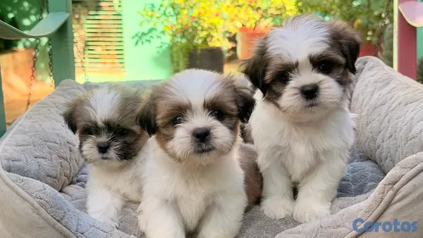 animales y mascotas - Shihtzu Machos y Hembra’s  3