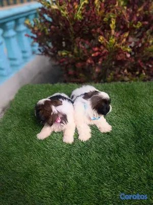 animales y mascotas - Cachorros Shipoo🐾🤍
Hembras y Machos 4