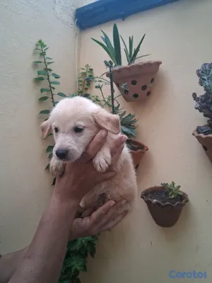 animales y mascotas - Lindos y juguetones  Golden Retriever esperando ser parte de tu casa  5