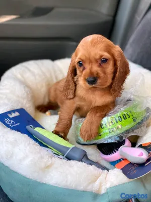 animales y mascotas - hermosos cachorritos de cocker spaniel  2