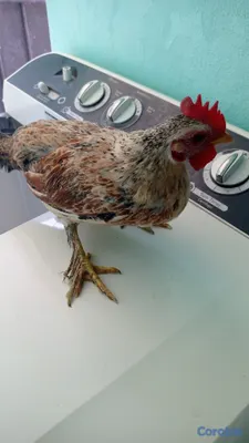 animales y mascotas - kikiriquis Pareja Hembra y Macho. 4