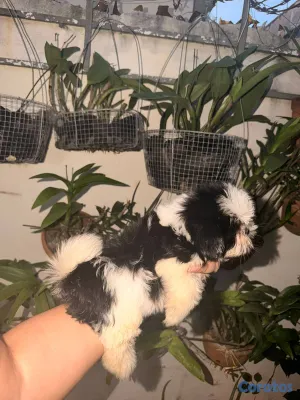 animales y mascotas - Especial de cachorro shih tzu hembra en santo domi 2