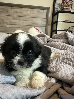 animales y mascotas - Hermoso Cachorro Shih Tzu Macho – Muy Cariñoso y Juguetón 2