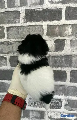 animales y mascotas - hermosos cachorritos shitzu toy  5
