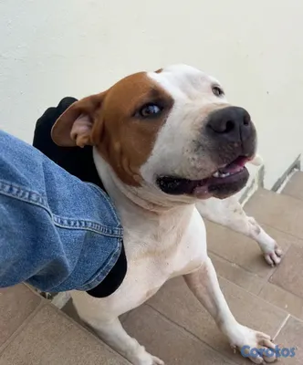 animales y mascotas - Cachorros de Pitbull 8,000 aprovecha la oferta.  3