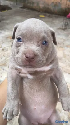 animales y mascotas - Cachorros American Bully Blue y Lilac 4