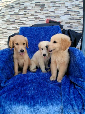 animales y mascotas - Golden Retriever no te quedes sin el tuyo  13