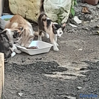 animales y mascotas - Regalo tres gatitos  4