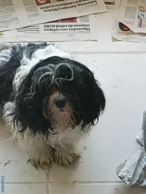 animales y mascotas - SHIPOO MACHO PARA APARTAR 5