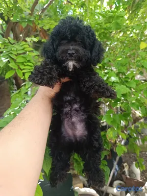 animales y mascotas - OFERTA CACHORRO POODLE TOY AMBO SEXO UBICADA EN SA 2