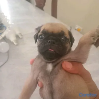 animales y mascotas - MASCOTA PERFECTA 3