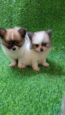 animales y mascotas - pomeranea  3
