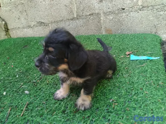 animales y mascotas - cachorrito Chipoo Macho  3
