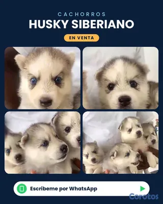 animales y mascotas - 🐾 ¡CACHORROS HUSKY SIBERIANO EN VENTA! 🐾 3