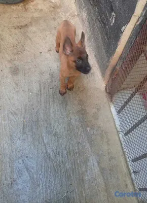 animales y mascotas - Belga malinois  2