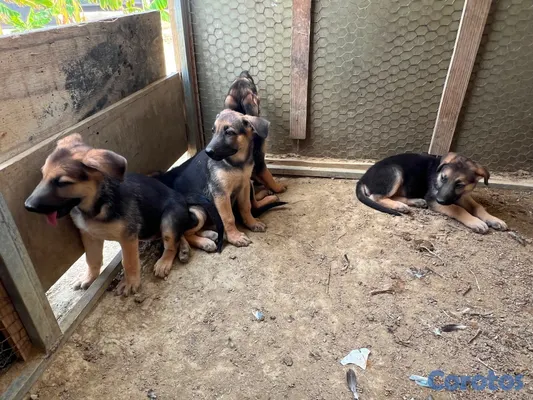 animales y mascotas - CACHORRAS PASTOR ALEMÁN – 2 MESES | VACUNADAS Y DESPARASITADAS 2