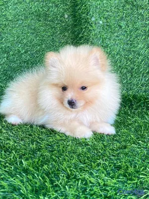 animales y mascotas - hermosos cachorritos pomerania mini  11