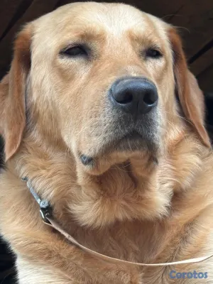 animales y mascotas - Golden Retreiver y Labrador recibimos en donacion ,solo hembras sanas 2