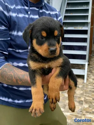 animales y mascotas - hermosos Cachorros de rottwailer ambos sexo 3