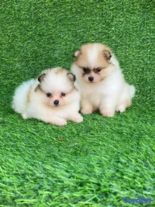 hermosos cachorritos pomerania mini 