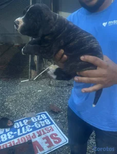 OFERTA CACHORRO FILA BRASILEIRO AMBOS SEXO UBICADO