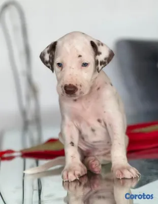 animales y mascotas - Hermosos cachorros Dálmatas 🐶🐾 5