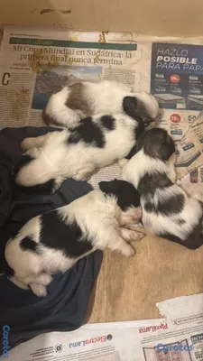 animales y mascotas - vendo cachorros shit tzu raza pura  10