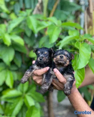 animales y mascotas - Yorkies Mini🐾💙 3