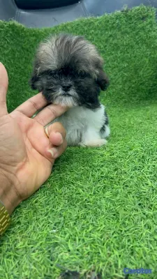 animales y mascotas - hermosos cachorritos de shipoo toy ambos sexo  2
