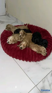 hermosos cachorritos cocker spaniel 