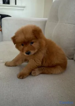 animales y mascotas - Especial de cachorro chow chow  hembra en santo do