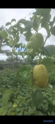 herramientas, jardines y exterior - Fertilizantes Orgánico liquido a campo abierto y I 6