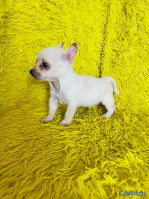 animales y mascotas - El mozo cachorro chiguagua  3
