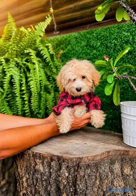 animales y mascotas - OFERTA CACHORRO GOLDENDOODLE MINI MACHO UBICADO EN 2