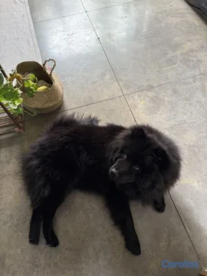 animales y mascotas - cachorros chow chow en venta 15,000 5