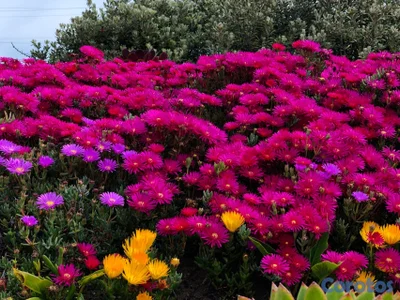 Cuadro de Flores