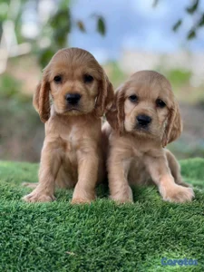 hermosos cachorritos cocker spaniel