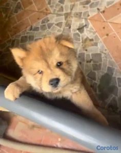 OFERTA CACHORRO CHOW CHOW MACHO UBICADO EN SANTO D