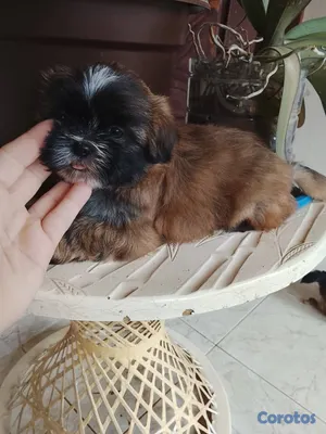 animales y mascotas - OFERTA CACHORRO SHIH TZU HEMBRA UBICADO EN SANTO D 2