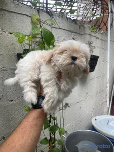 OFERTA CACHORRO SHIH TZU MACHO UBICADO EN SANTO DO