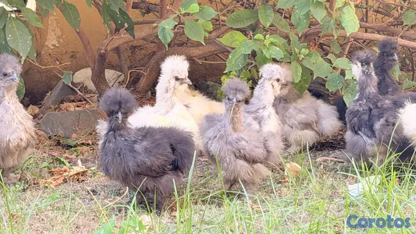 animales y mascotas - Sedosas Línea Americana Disponibles  8