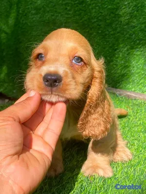 animales y mascotas - hermosos cachorritos cocker spaniel  5