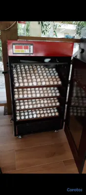 equipos profesionales - incubadoras automáticas garantía  3