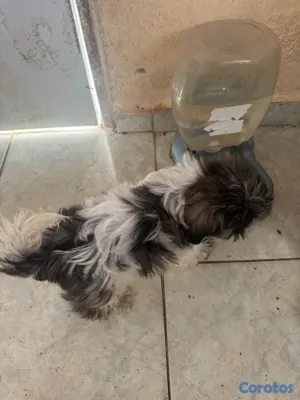 animales y mascotas - vendo cachorros shih tzu raza pura padres puros y a buen precio  2
