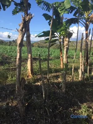 solares y terrenos - Finca en Villa Tapia, Salcedo 2